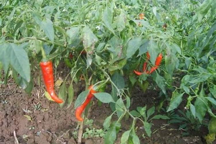 辣椒苗床氮肥多,怎么办？