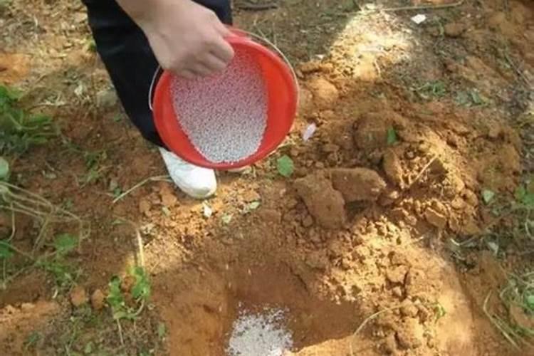 尿素属于哪种氮肥呢？