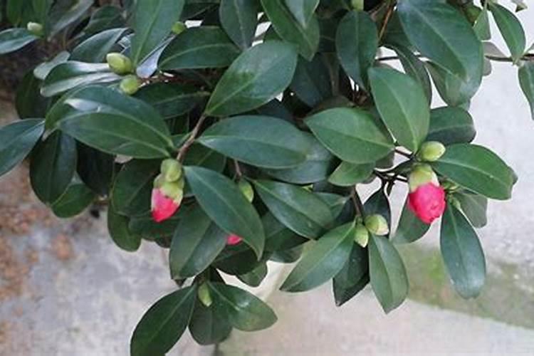 请问水果代销是什么