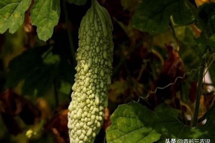苦瓜最喜欢什么肥料