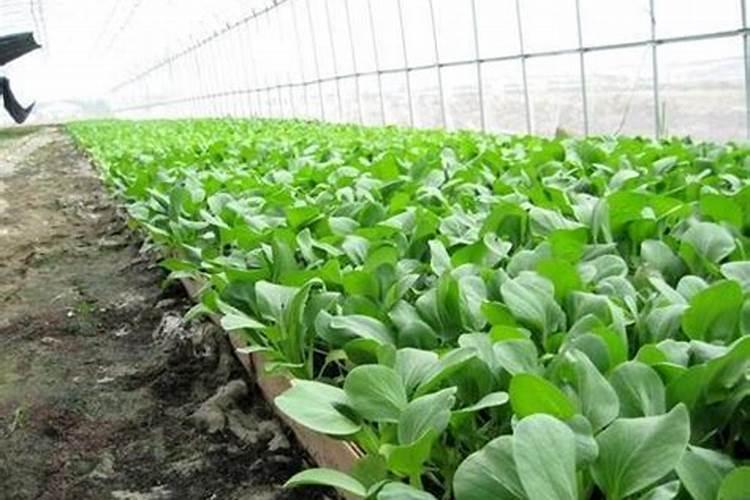 含氨基酸水溶肥料作用