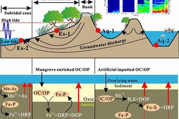 池塘水发黑快速处理方法 都有什么办法可以解决