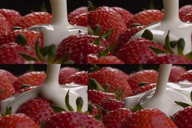 鱼蛋白草莓冲施的最佳时期