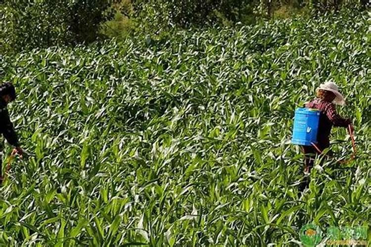 钙镁肥能与代森锰锌混用吗？