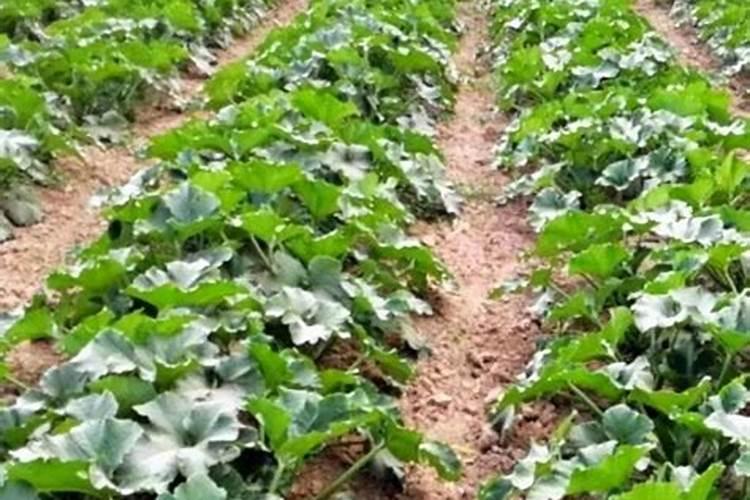 复合肥养花怎么使用正确