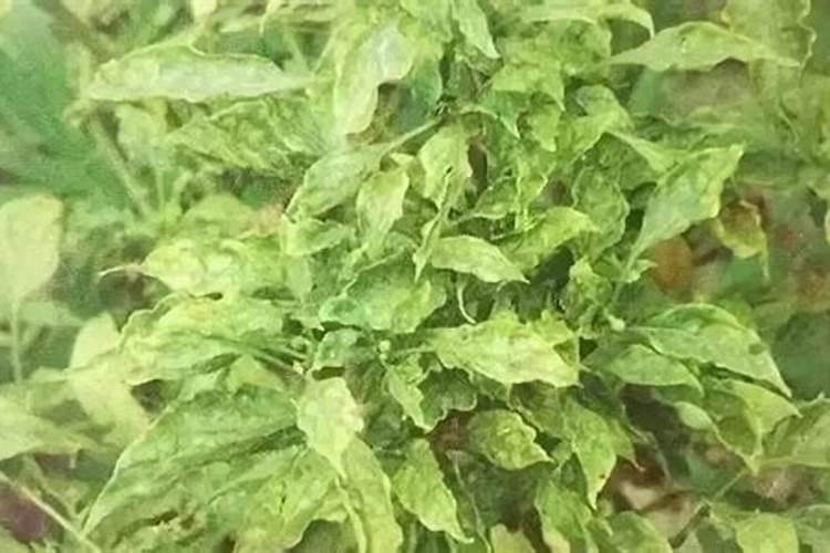 铵态氮肥有什么化学性质