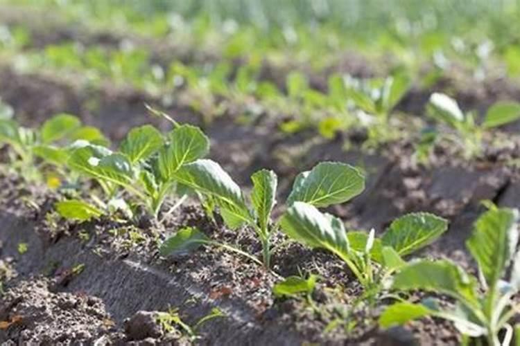 甘蓝菜的施肥方法