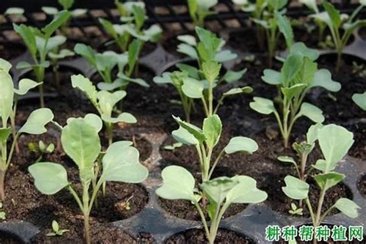 甘蓝打什么叶面肥