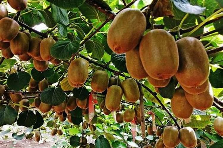 种植沙糖桔南丰蜜桔马水桔和金桔用什么叶面肥好