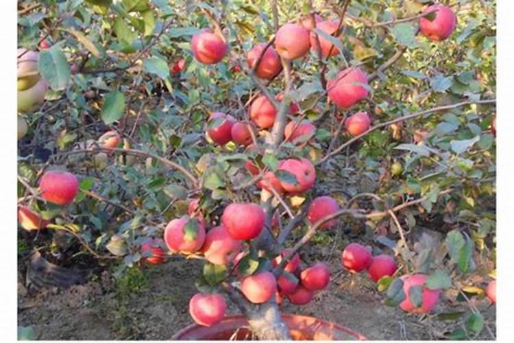 沙糖桔怎样管理