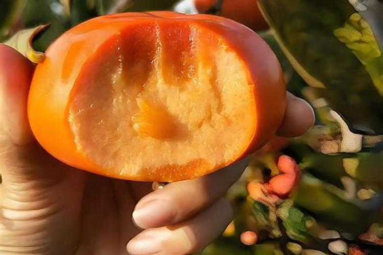 果菜茶防“倒春寒”抗冻技术指导意见