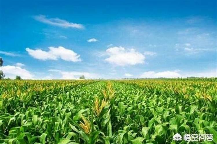 种玉米施什么肥料最好