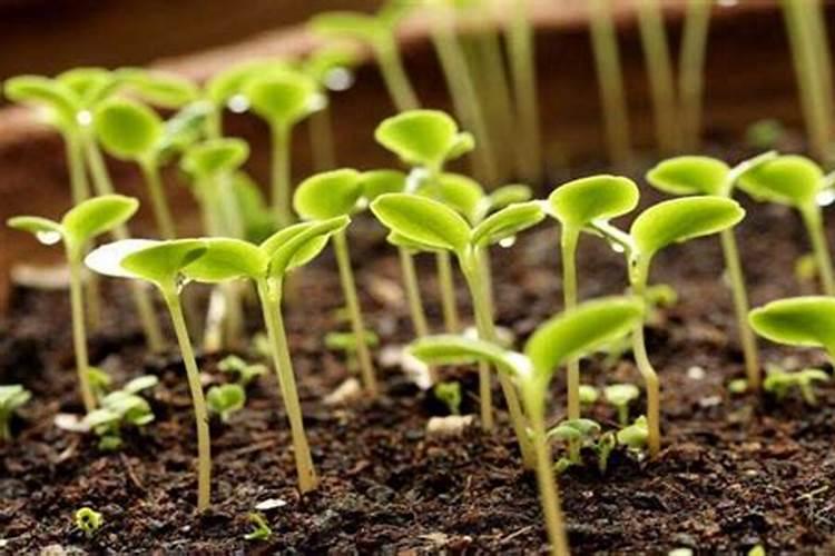 黄腐酸钾对植物果实生长的作用