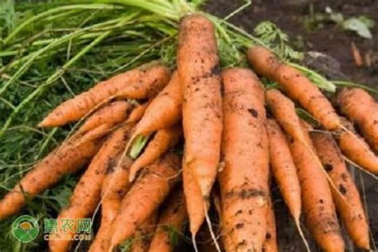 怎样种红萝卜