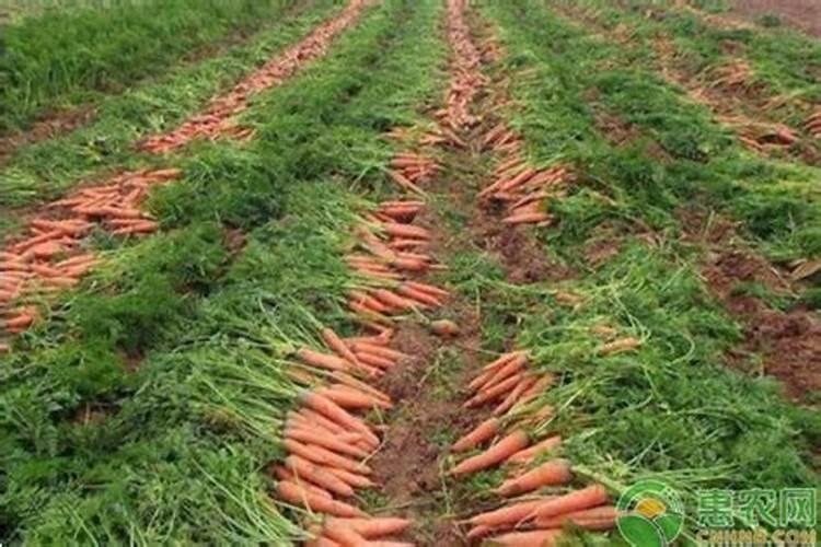 硝化细菌怎样才能产生