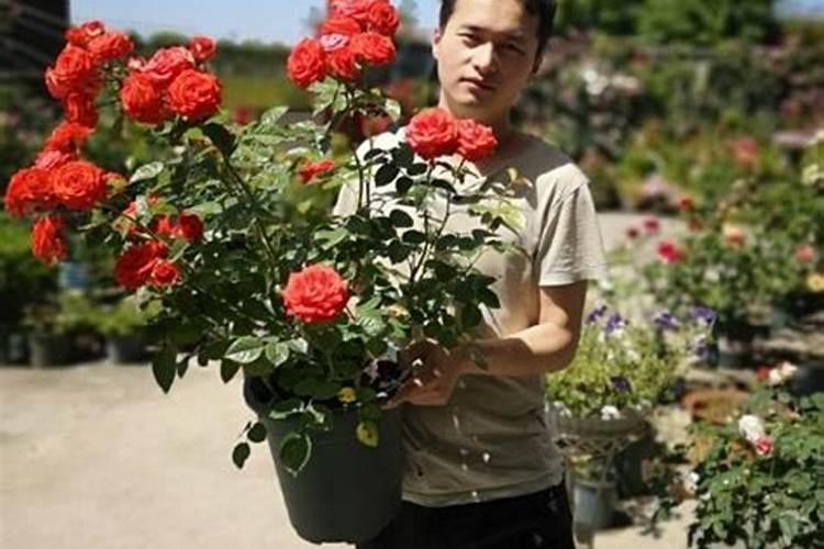 月季开花时能施肥吗 月季开花时能不能施肥