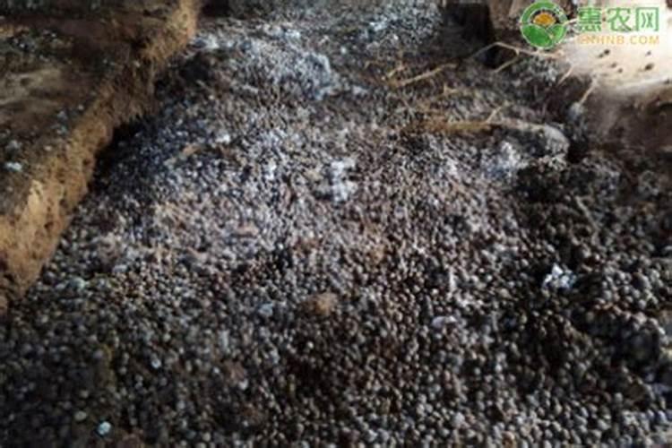 兔子粪便可以当肥料吗(兔子的屎能不能直接用来当肥料)