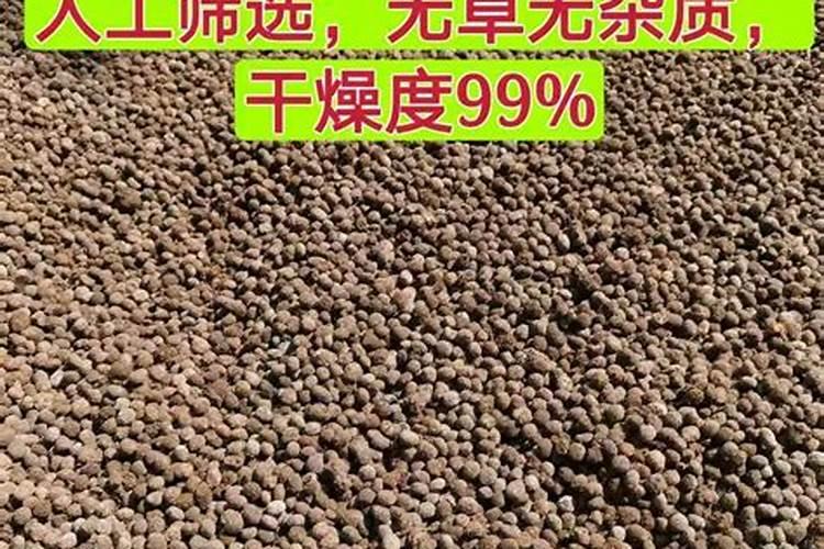 柑橘树春季能上兔粪吗？