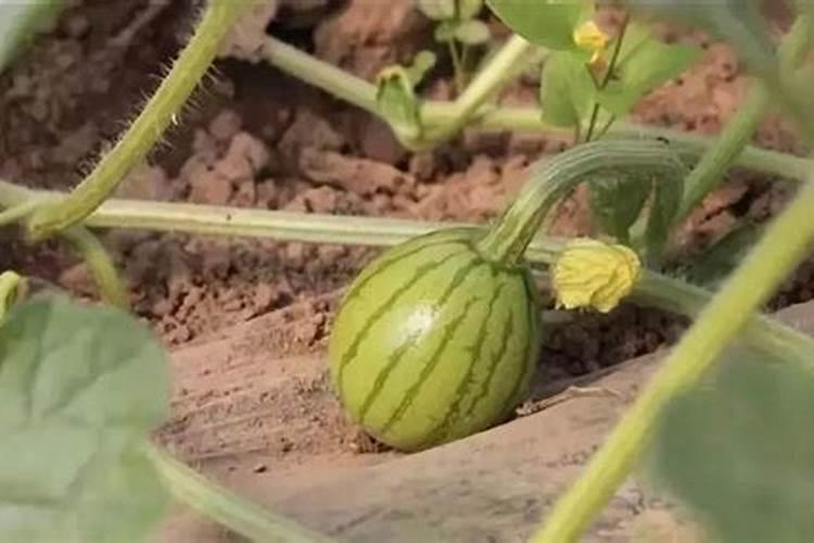 甜瓜什么时候追肥合适,高产追肥方法