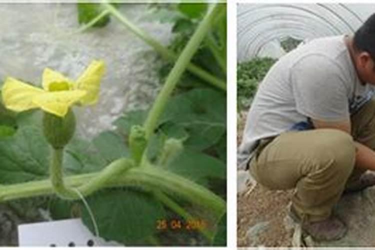 西瓜结果后用什么肥料