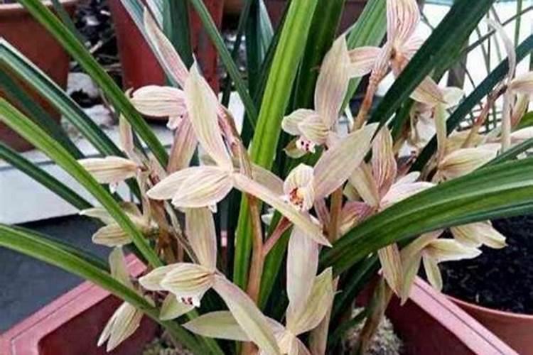 春兰一年开花几次