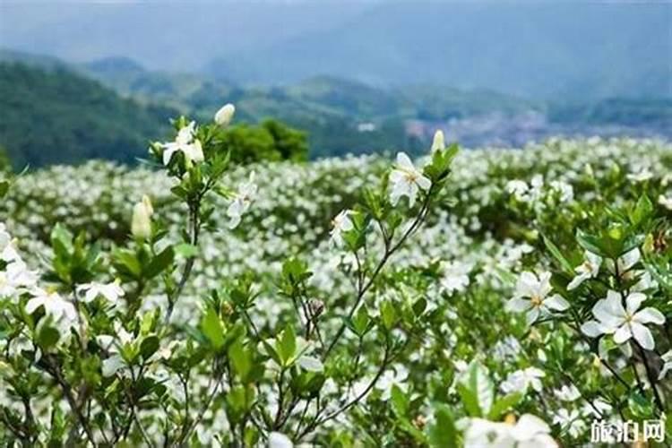 怎样养好小叶栀子