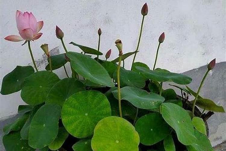 碗莲发芽后能使用生根粉吗