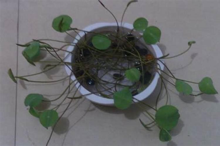 碗莲生根后不移植淤泥可以养殖吗？