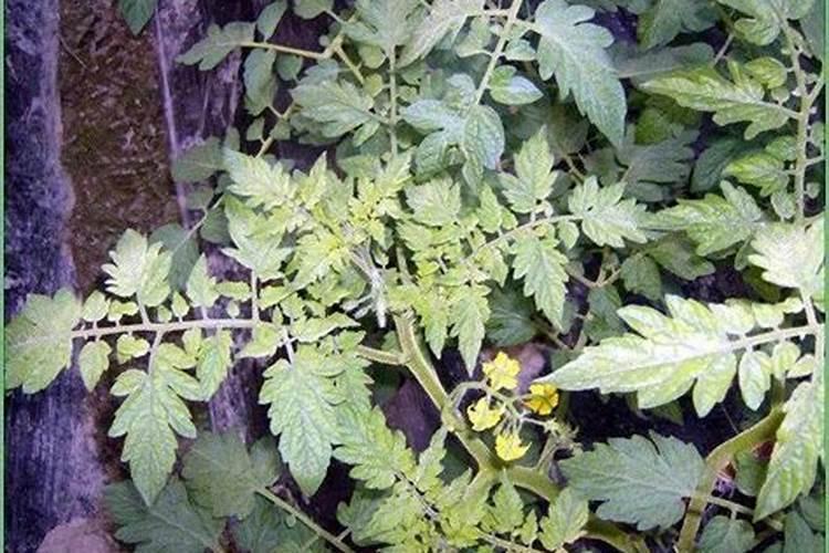 珍珠柏的种植和养护方法是什么？