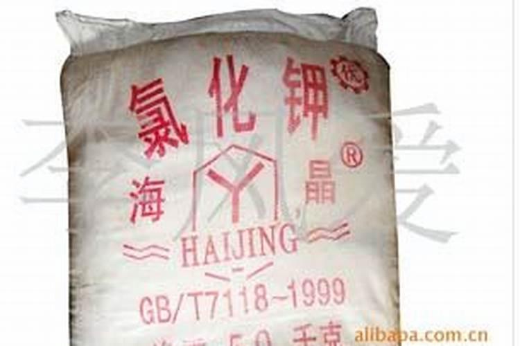 大蒜什么时候播种