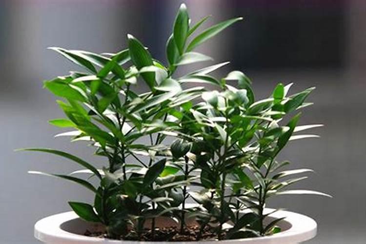 绿植施肥用什么肥料最好 给绿植施4种肥长得好