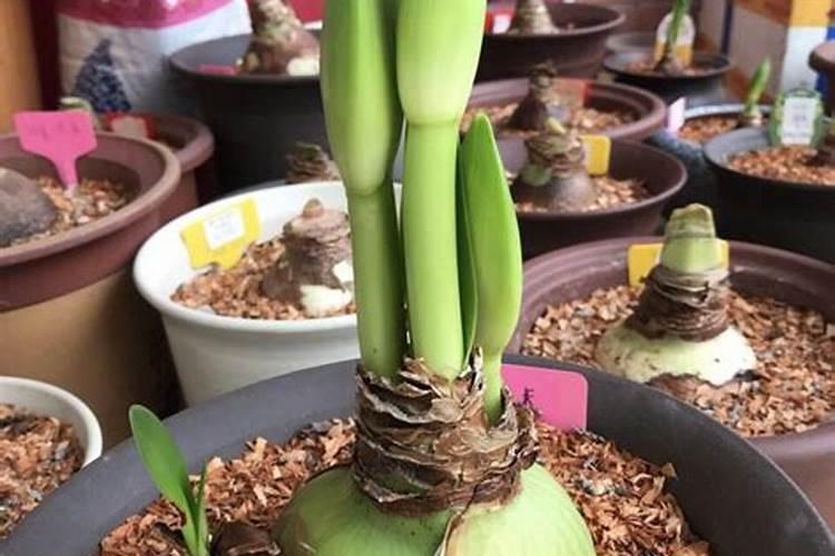 4月养朱顶红,只有做好正确养护才能开成大花球,如何养？