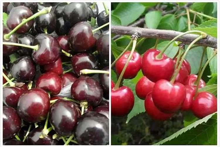 樱桃黄叶病用什么药效果好