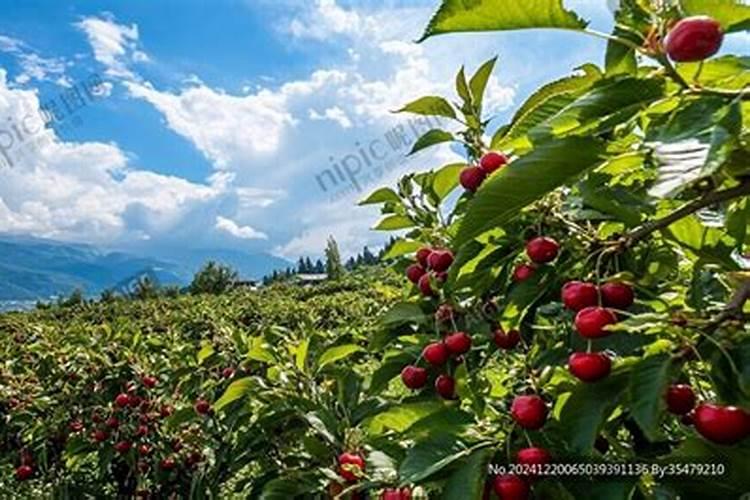 樱桃初期下什么肥料