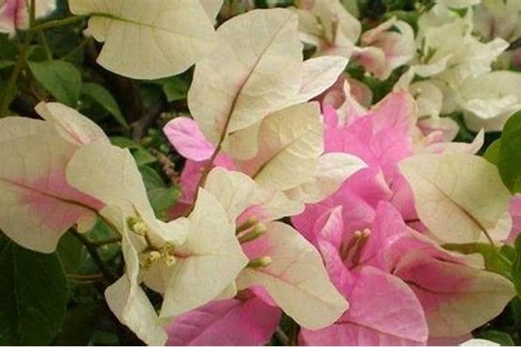 长寿花打顶后为什么不发芽？怎么办？