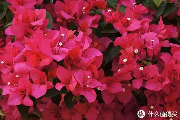 水溶肥最好的三个牌子