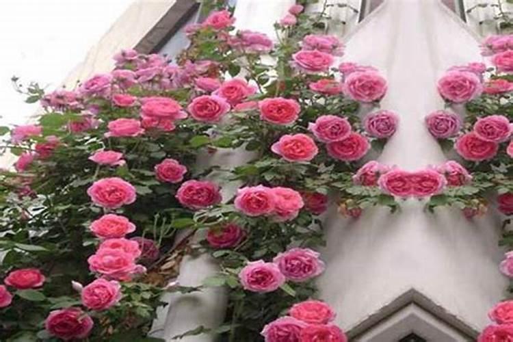 水溶肥什么牌子的最好最安全