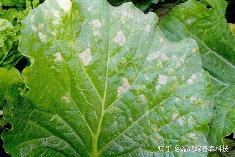 黄瓜霜霉病用什么药治疗好,丝瓜白粉病有特效药吗