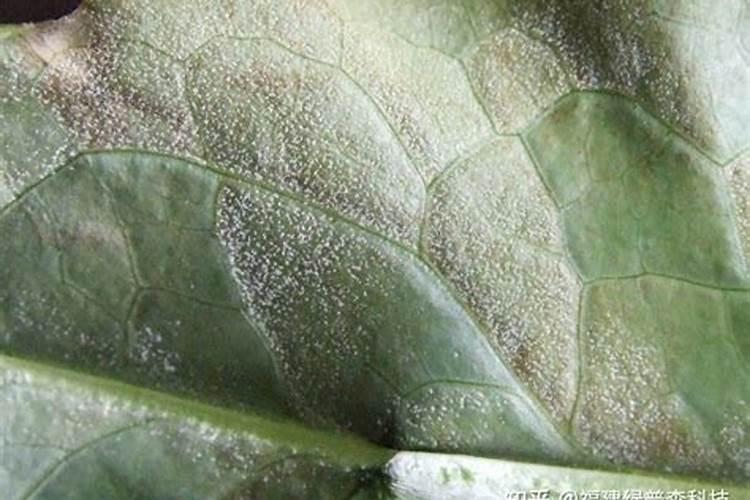 请问白菜发生霜霉病打什么药管用？