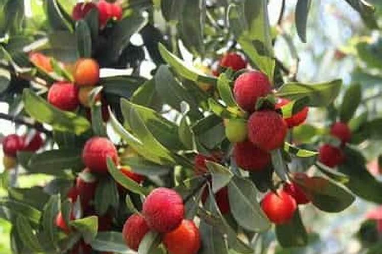 杨梅树施什么肥最好