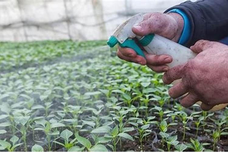 湿度大草莓苗捂烂了打啥药管用