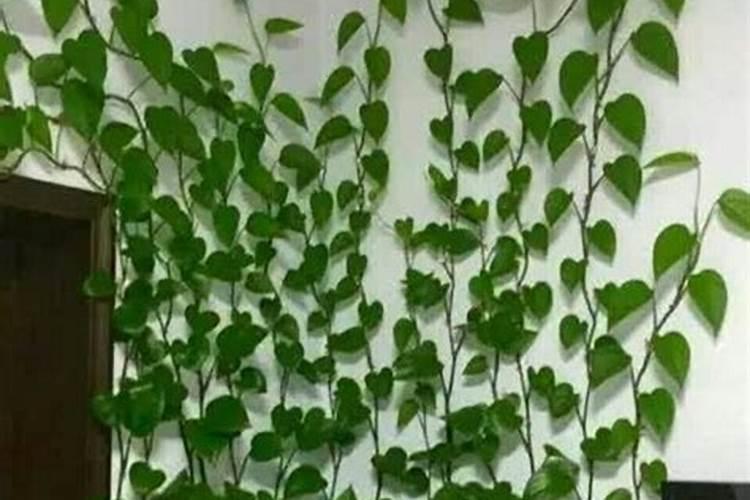 发财树吊兰的根白花花的又多又壮,叶子绿油油,咋养的？