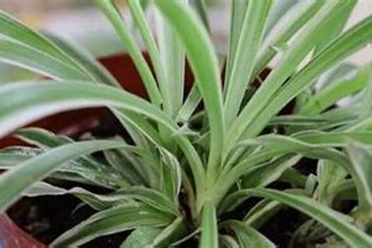 吊兰喜阴还是喜阳,很多人都弄反了,难怪越养越难看