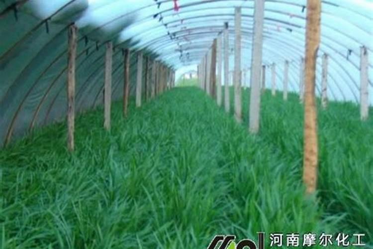 竹芋施什么肥最好