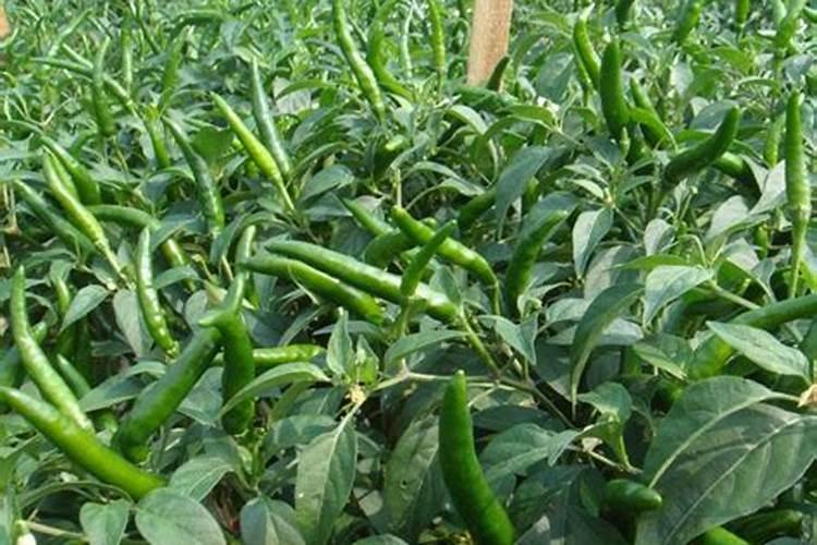 种植辣椒的专用肥料。要高产。用什么配比什么类的好