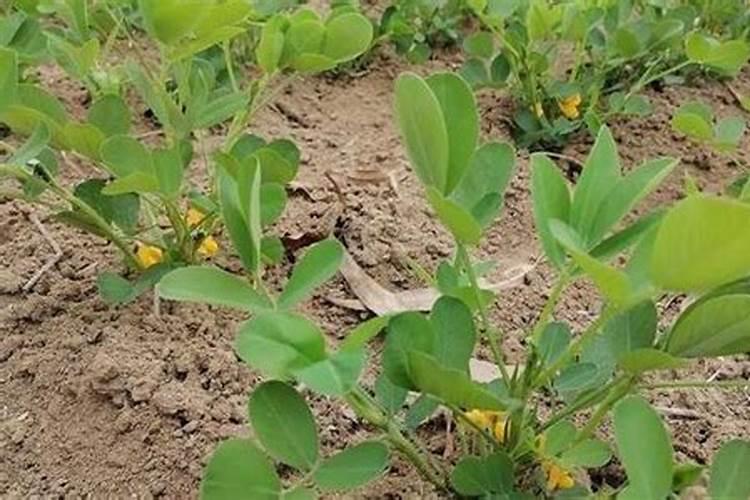 花生肥硫酸钾复合肥好,还是花生专用复合肥好？