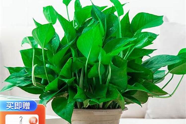 氮肥适合浇什么花