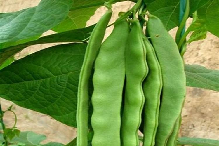 豆角用什么肥料效果好