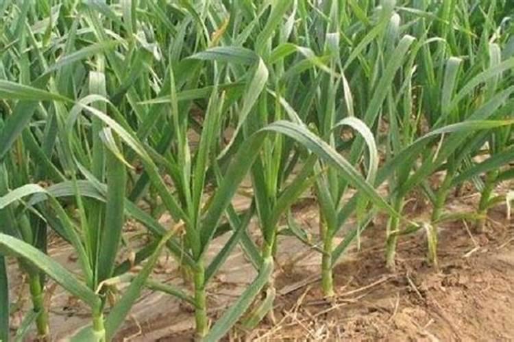 大蒜一亩地上多少肥料为合适