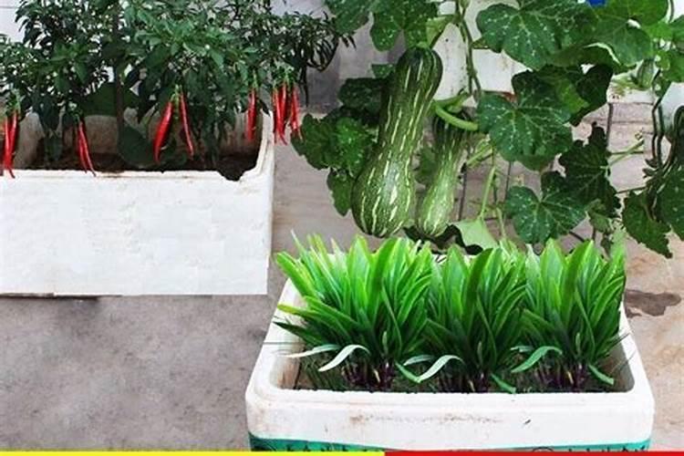 养花肥料从哪买 附近买肥料的地方